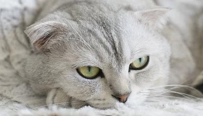 九游官网首页-楚阿梅尼被评为欧洲杯最佳中场